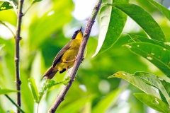 Olive-crowned Yellowthroat [Geothlypis semiflava bairdi]