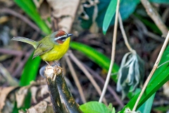 Chestnut-capped Warbler [Basileuterus delattrii delattrii]